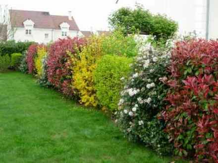 Quels arbres planter pour aider les abeilles ?