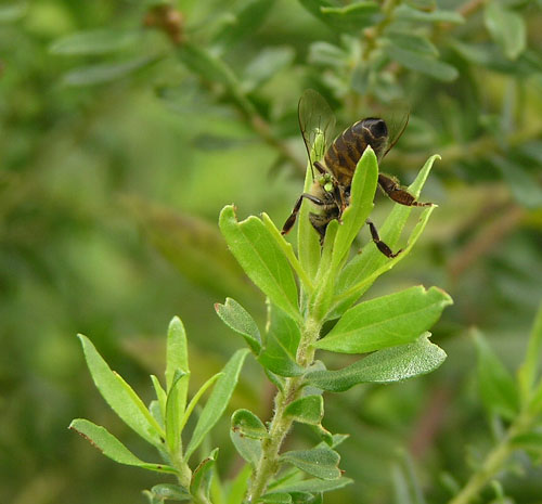 La propolis verte, encore plus résistante