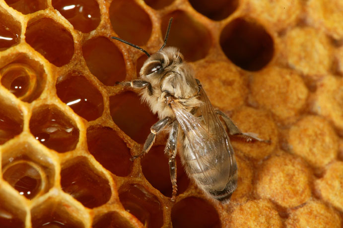 Les fascinantes alvéoles des abeilles