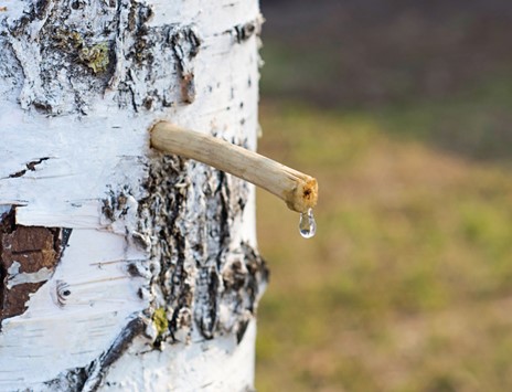 La sève de bouleau : votre alliée pour le printemps