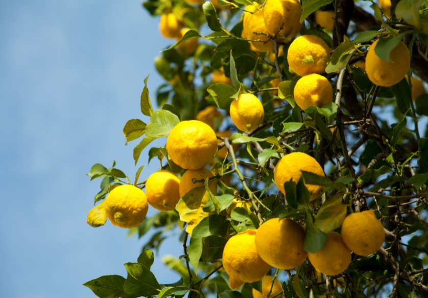 Miel de la semaine : le miel de citronnier