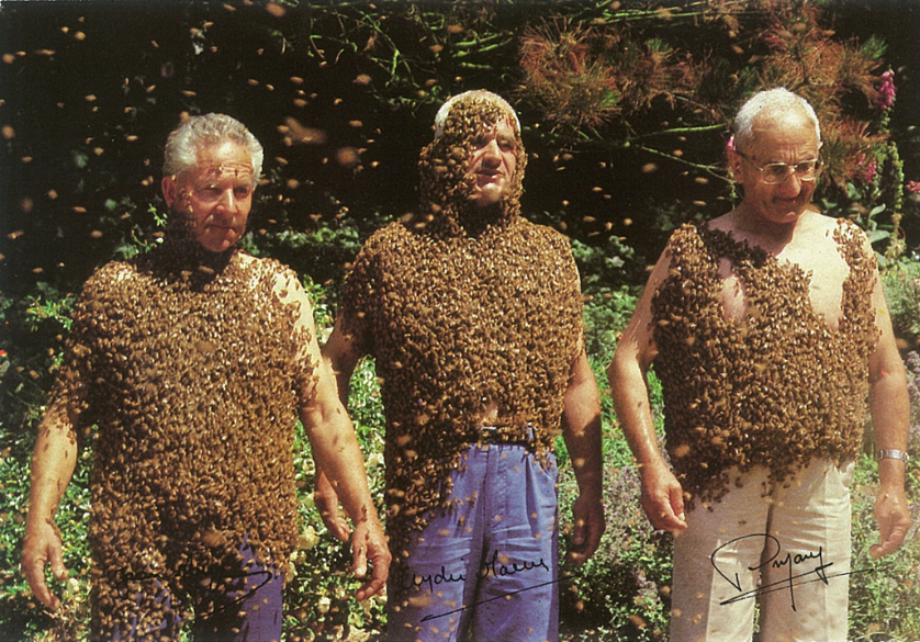 Il ne faut pas avoir peur des abeilles !