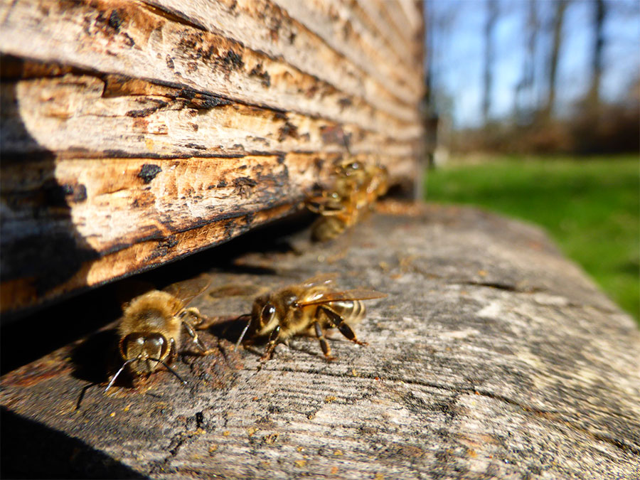 Tout ce qui bourdonne n’est pas abeille