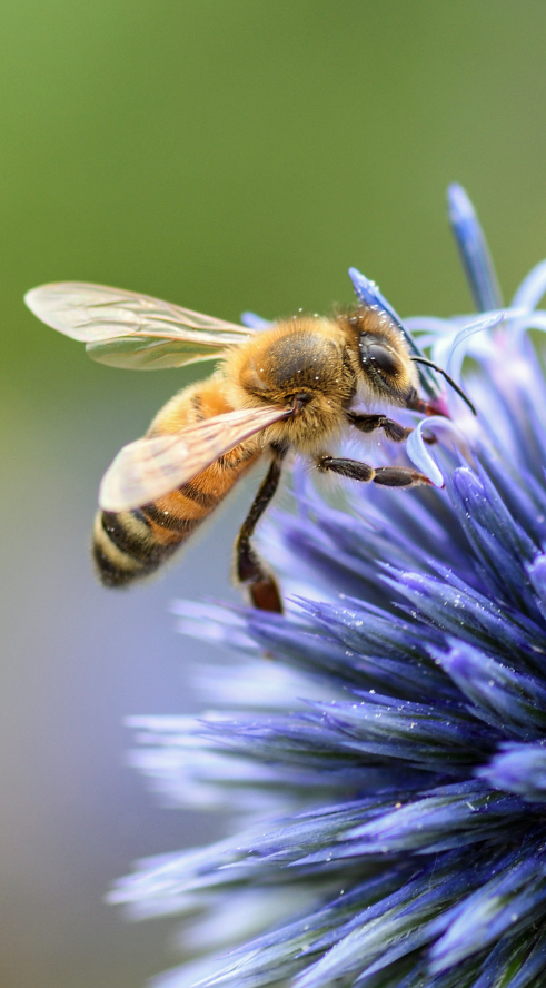 Vous n’êtes probablement pas allergique au pollen comme vous le pensez !