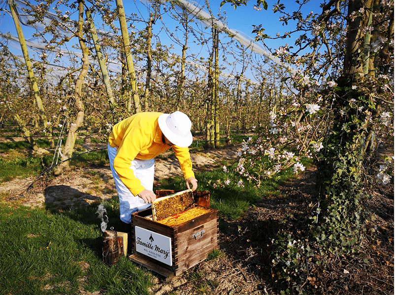 La pollinisation pour préserver la biodiversité