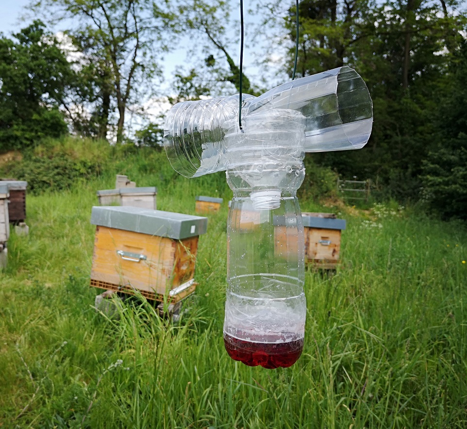 DIY : piège à frelons sélectif