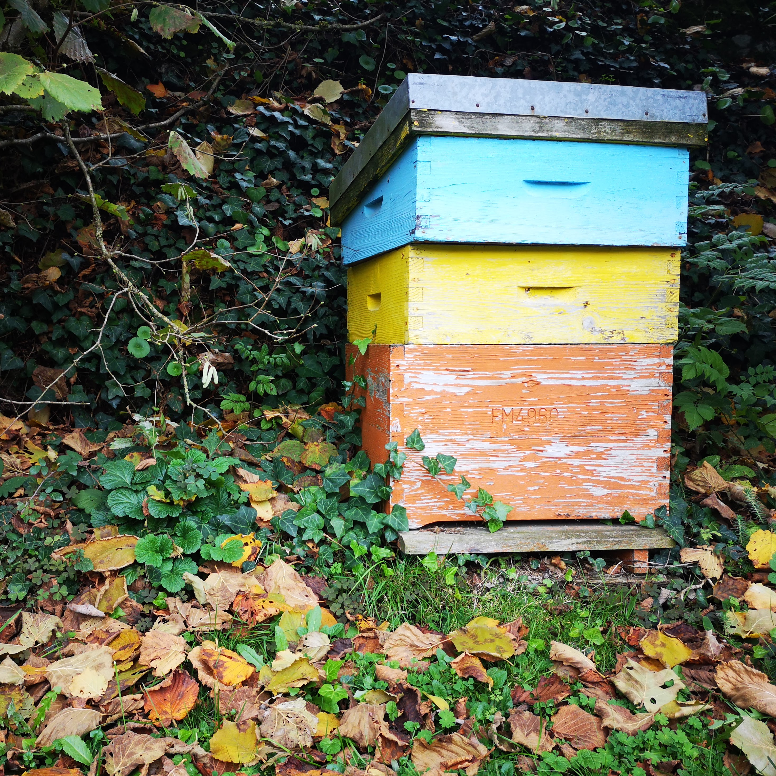 Que deviennent les abeilles en automne / hiver ?