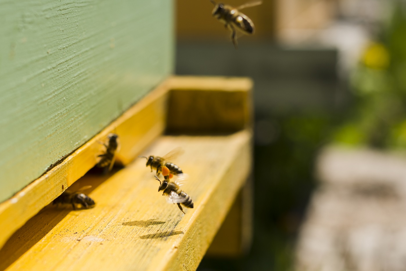 Le retour du printemps pour les abeilles