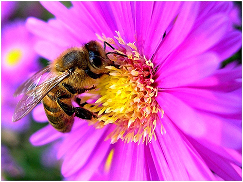 Les abeilles au fil des saisons
