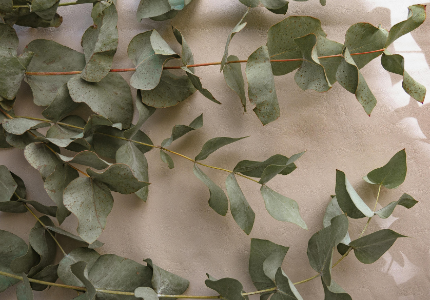 Miel de la semaine : miel d’eucalyptus