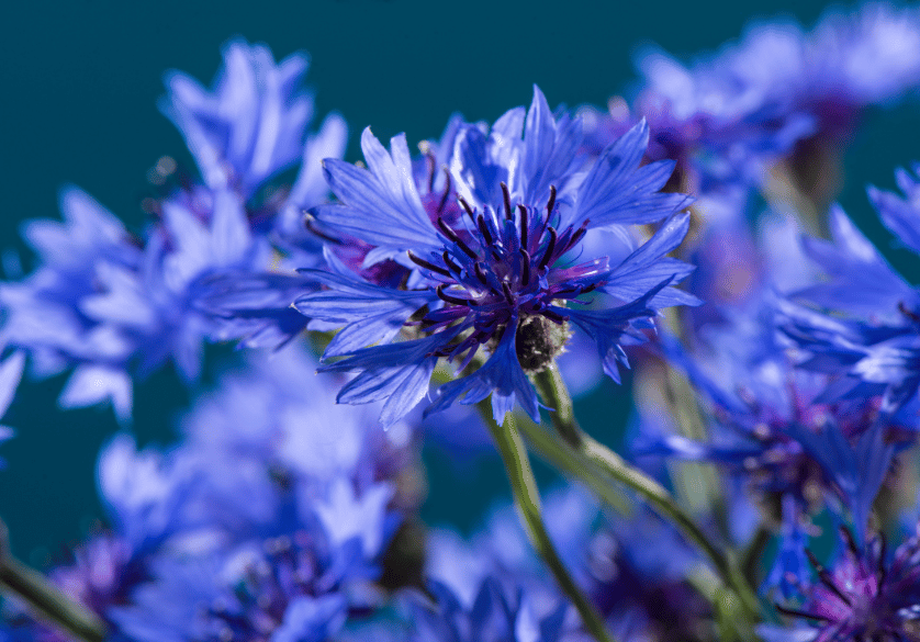 Eau de bleuet