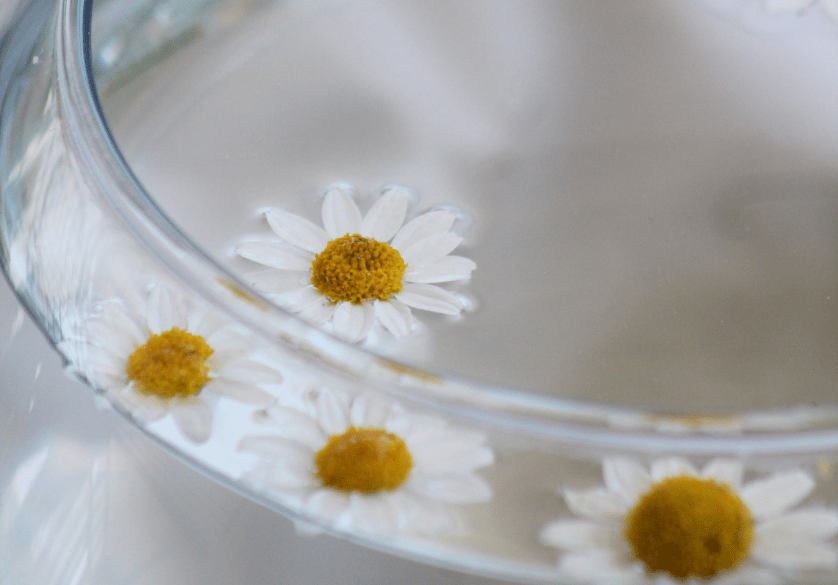 Eau florale de camomille