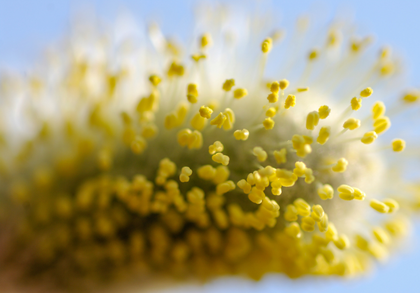 Le pollen, des vertus insoupçonnables