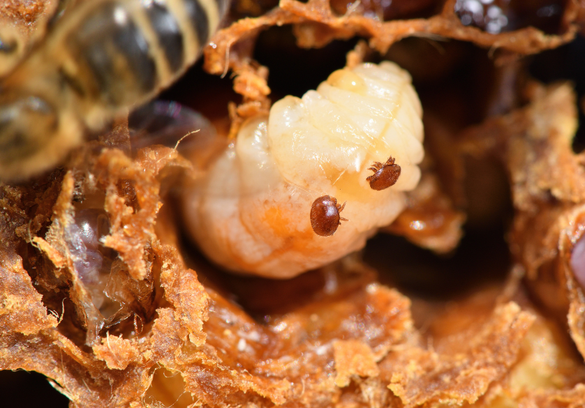 Le varroa déteste le cuivre