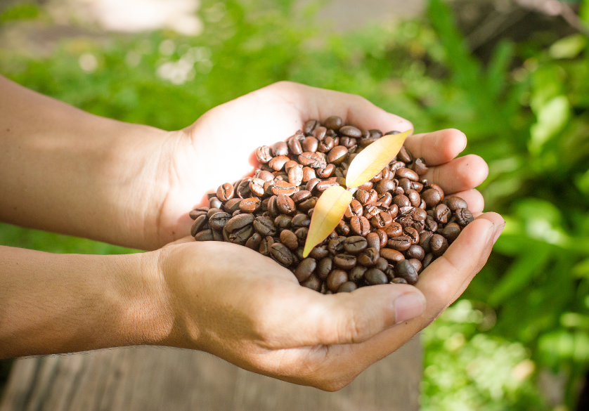 Miel de caféier, la douceur amère