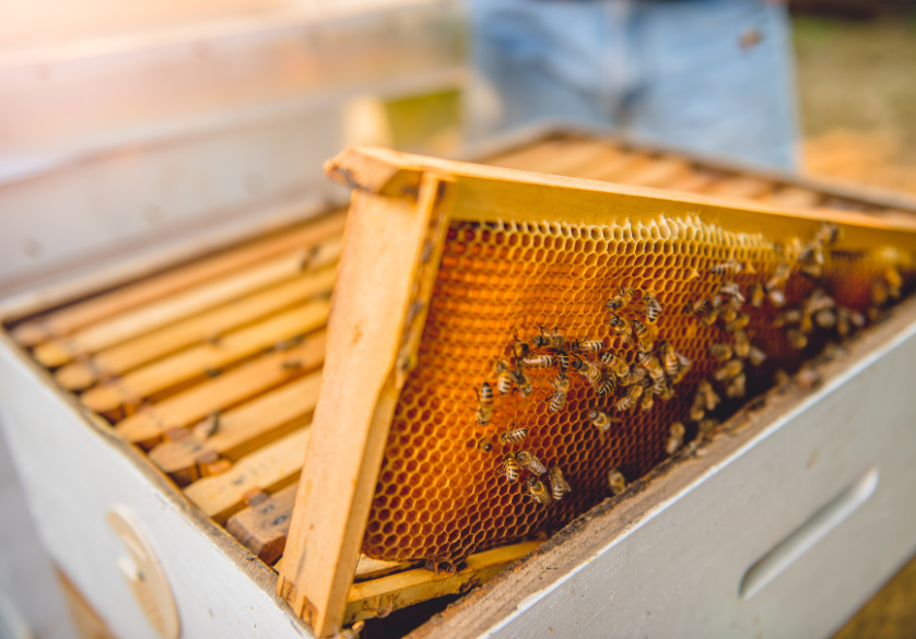 Parrainer une ruche, sauver les abeilles
